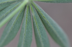 Lupinus sericeus