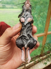 Peromyscus hylocetes