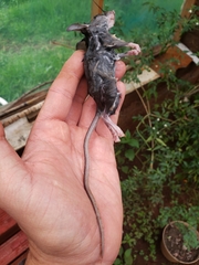 Peromyscus hylocetes