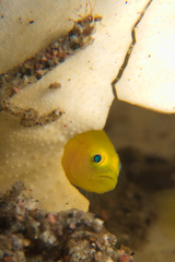 Lubricogobius exiguus