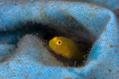 Lubricogobius exiguus