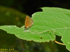Arhopala japonica