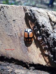 Ogdoecosta biannularis