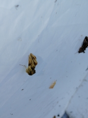 Euchalcia modestoides