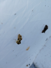 Euchalcia modestoides