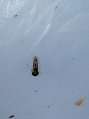 Euchalcia modestoides