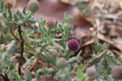 Sphaeranthus indicus