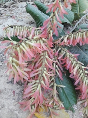 Triplaris americana