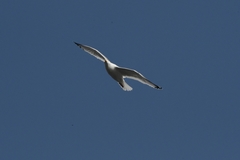 Larus argentatus
