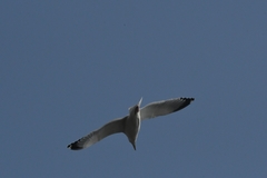 Larus argentatus