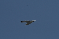 Larus argentatus