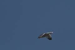 Larus argentatus