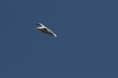 Larus argentatus
