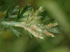 Liriomyza ptarmicae