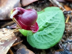 Corybas unguiculatus
