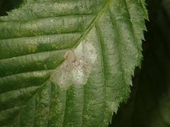 Phyllonorycter esperella