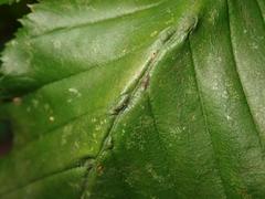 Aceria tenella