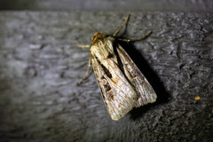 Agrotis vancouverensis