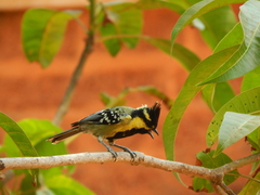 Machlolophus aplonotus