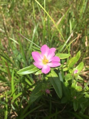 Sabatia capitata