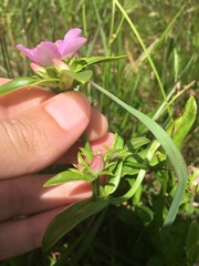 Sabatia capitata