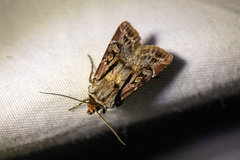 Agrotis vancouverensis