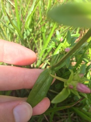 Sabatia capitata