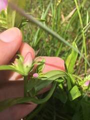 Sabatia capitata