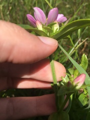 Sabatia capitata