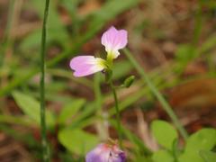 Malcolmia maritima