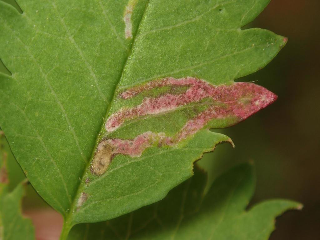 Agromyza sulfuriceps
