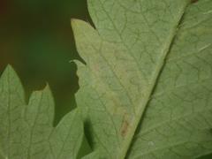 Agromyza sulfuriceps