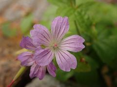 Geranium nodosum