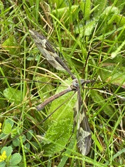 Tipula maxima