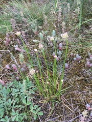 Armeria maritima elongata