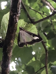 Cydalima perspectalis