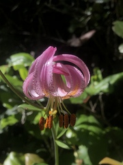 Lilium kelloggii