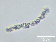 Thiospirillum