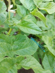 Coenagrion puella