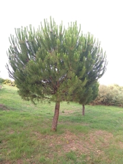 Pinus pinea