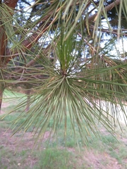 Pinus pinea