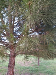 Pinus pinea
