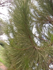Pinus pinea