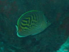 Chaetodon pelewensis