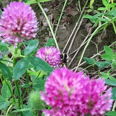 Bombus