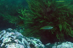 Anampses elegans