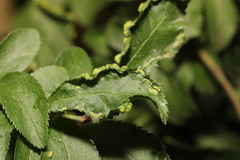 Eriophyes similis