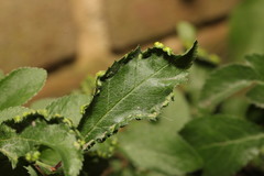 Eriophyes similis