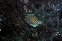 Anoplocapros inermis