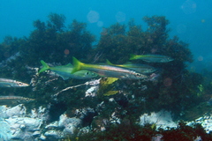 Dinolestes lewini